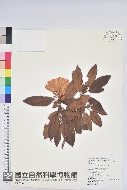 森氏杜鵑、森氏滿江紅藏品圖，第1張