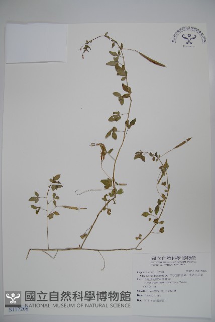 平伏莖白花菜、成功白花菜藏品圖，第1張