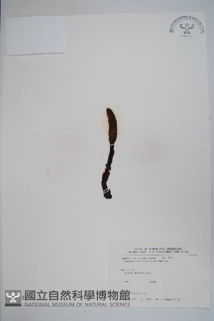 海桐生蛇菰藏品圖，第1張