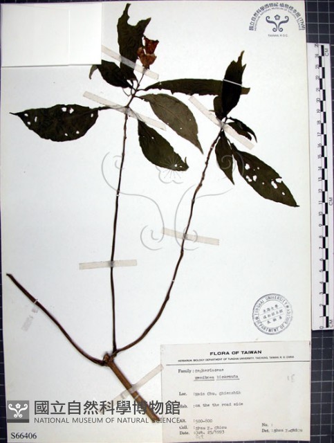 角桐草、台灣半蒴苣苔藏品圖，第1張