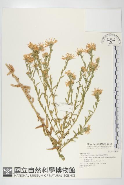 狗娃花藏品圖，第1張