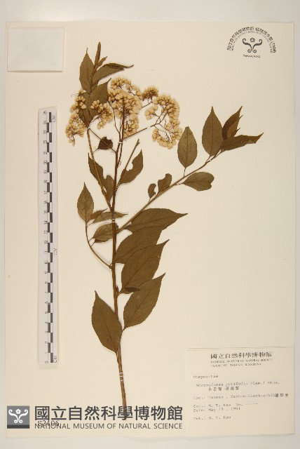 小舌菊、蔓綿菜藏品圖，第1張