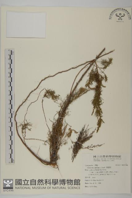 茵蔯蒿藏品圖，第1張