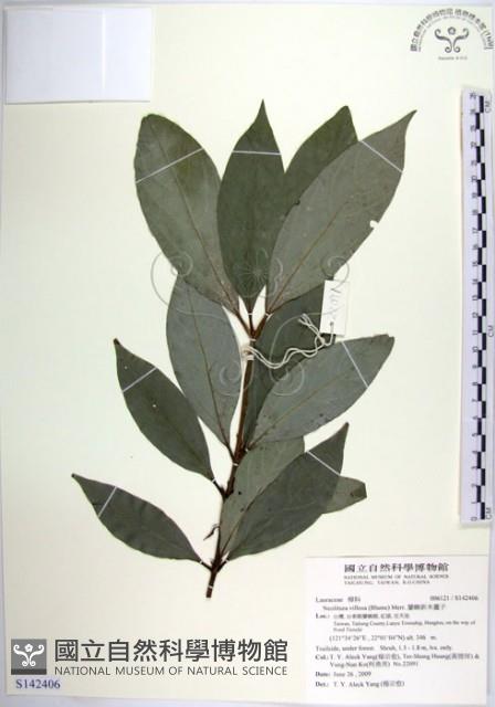 蘭嶼新木薑子藏品圖，第1張