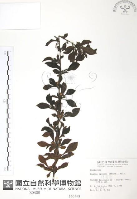 對面花藏品圖，第1張