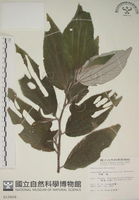 四脈麻藏品圖，第1張