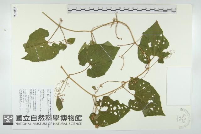 青牛膽藏品圖，第1張