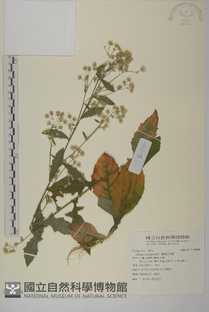 薄葉艾納香藏品圖，第1張