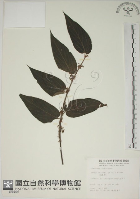 山黃麻藏品圖，第1張
