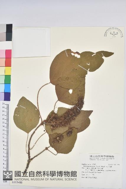 野桐藏品圖，第1張