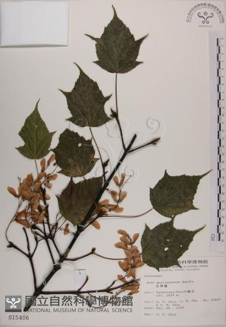 臺灣紅榨槭藏品圖，第1張