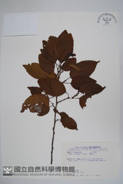 臺灣赤楊、臺灣榿木藏品圖，第1張