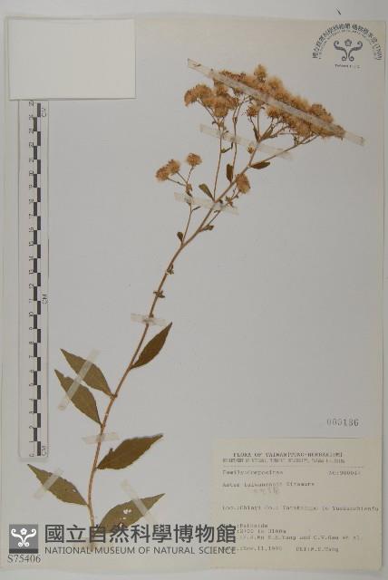 臺灣馬蘭藏品圖，第1張