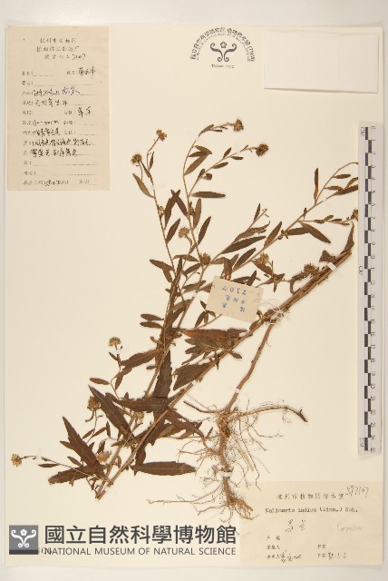 雞兒腸藏品圖，第1張