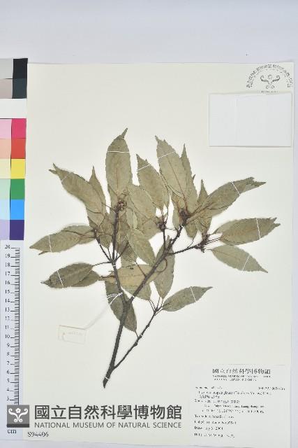 青剛櫟、鐵椆藏品圖，第1張