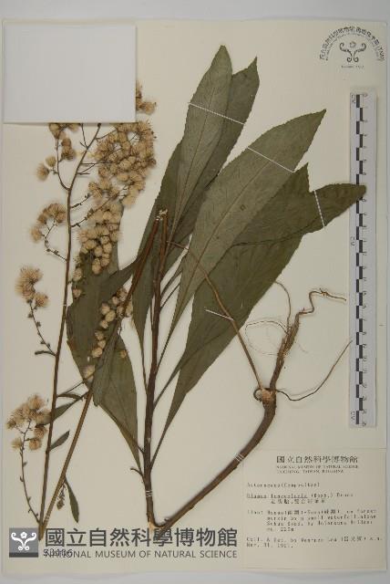 走馬胎藏品圖，第1張