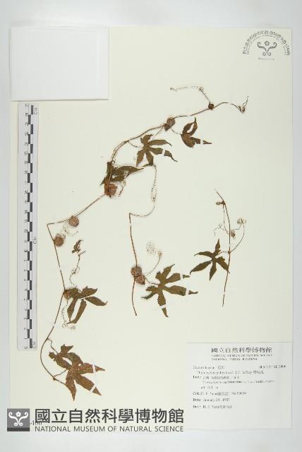 雙輪瓜藏品圖，第1張