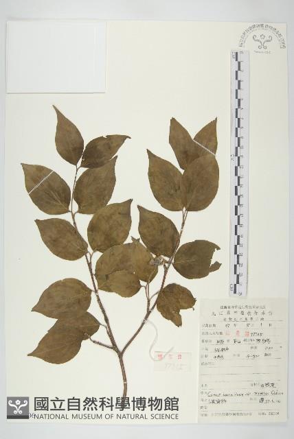 四照花、山荔枝藏品圖，第1張