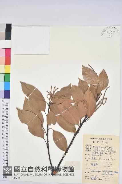 阿里山三斗石櫟、硬斗柯藏品圖，第1張