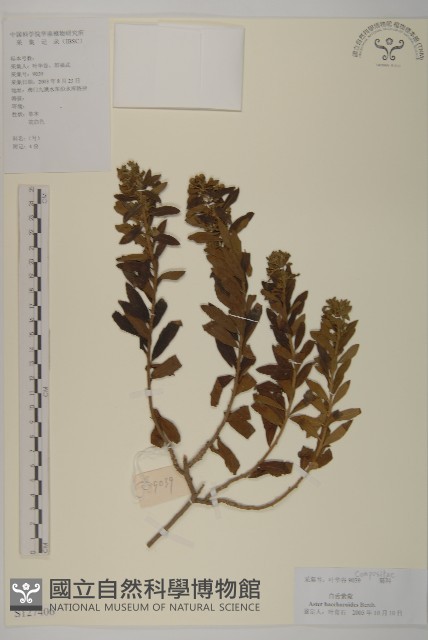 白舌紫菀藏品圖，第1張