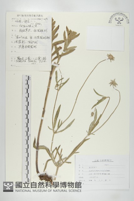 窄葉藍盆花藏品圖，第1張