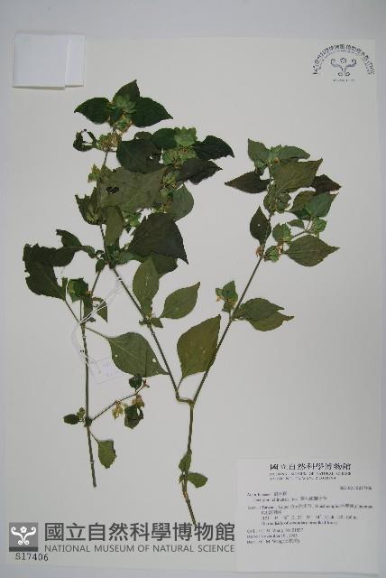 華九頭獅子草藏品圖，第1張