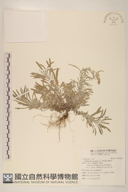 直莖鼠麴草藏品圖，第1張