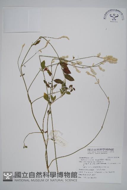 蔓雞冠、絹毛莧藏品圖，第1張