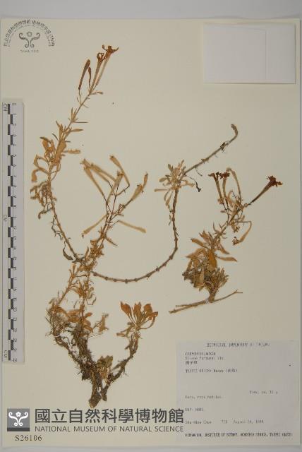 蠅子草藏品圖，第1張