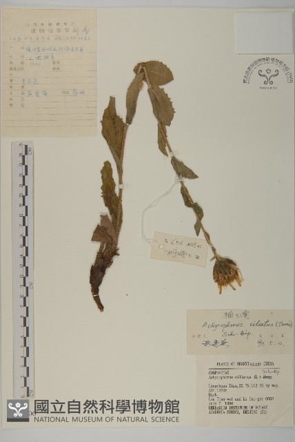貓兒菊藏品圖，第1張