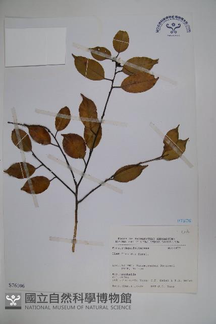 臺灣糊樗藏品圖，第1張