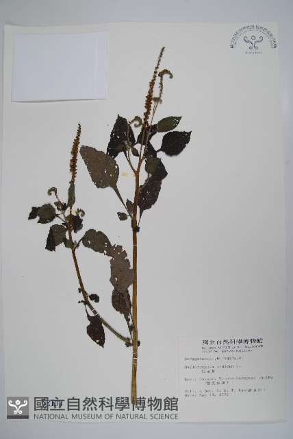 狗尾草藏品圖，第1張