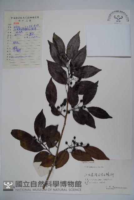 冬青藏品圖，第1張