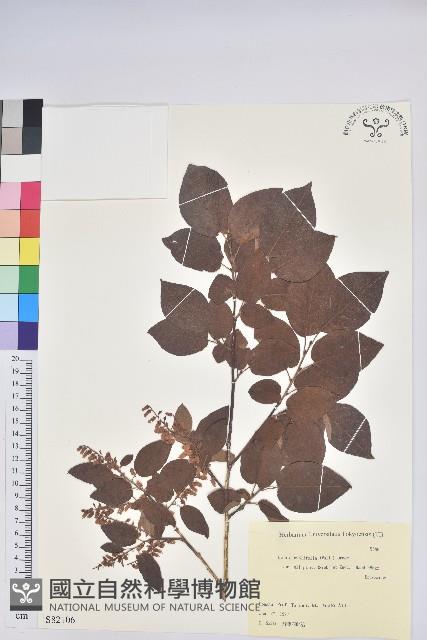 小果南燭藏品圖，第1張