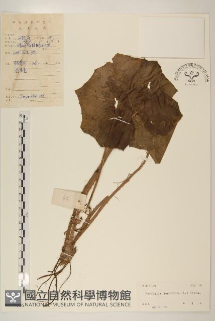 山菊藏品圖，第1張