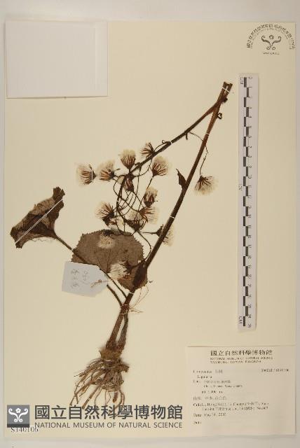 臺灣款冬藏品圖，第1張