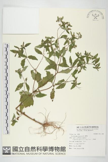 豨薟藏品圖，第1張