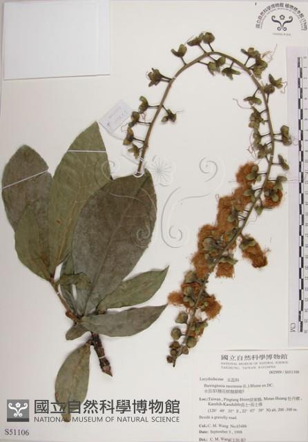 水茄苳、穗花棋盤腳樹藏品圖，第1張