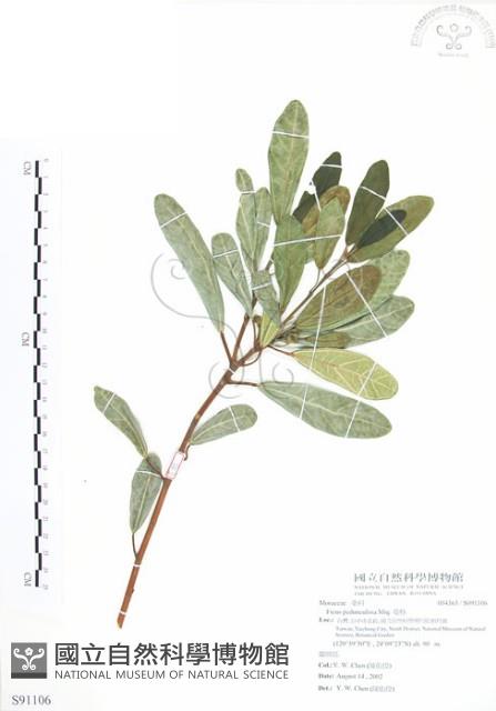 蔓榕藏品圖，第1張