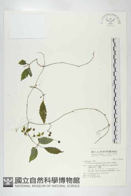 絞股藍藏品圖，第1張