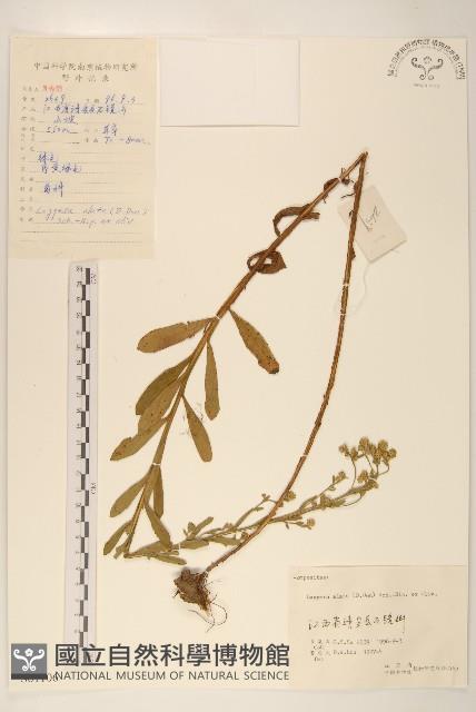 六角草藏品圖，第1張