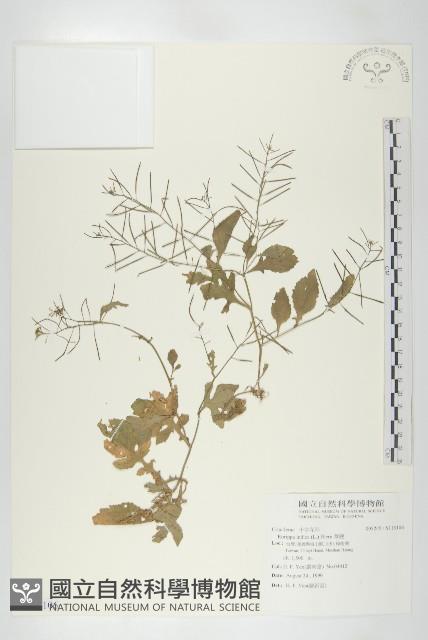 葶藶藏品圖，第1張