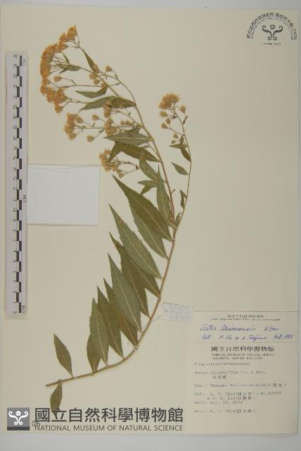 臺灣馬蘭藏品圖，第1張