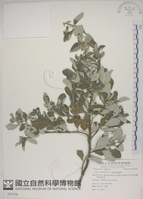 海埔姜藏品圖，第1張