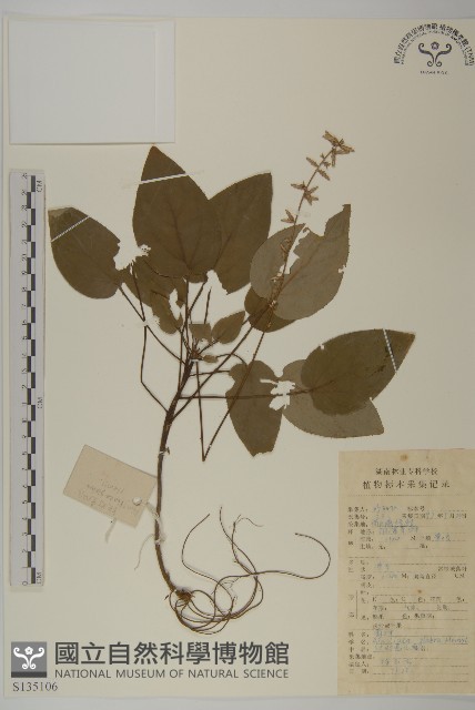 光葉兔兒風藏品圖，第1張