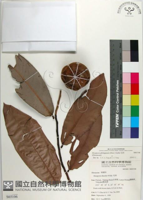 Taiwan Ebony Collection Image