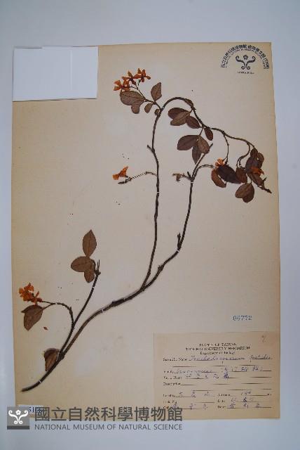 台灣白花藤藏品圖，第1張