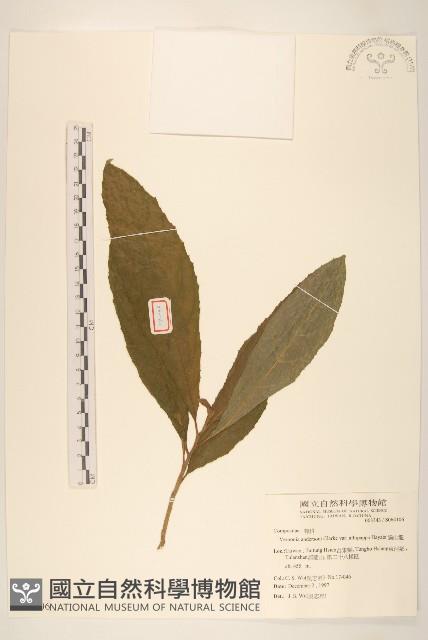 過山龍藏品圖，第1張