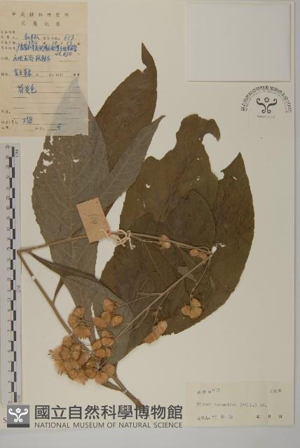 薄葉艾納香藏品圖，第1張