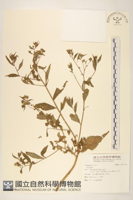 登錄號:S123106藏品圖，第1張